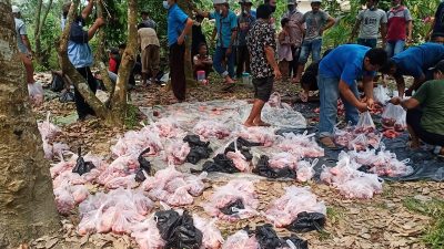 Panitia Kurban Masjid Al-Hidayah Kebondadi – Way Agung Sembelih Hewan Kurban