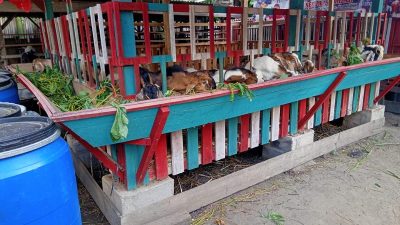 Unik : Kandang Kambing Pelangi