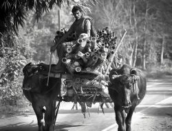 Memaknai ‘Bajingan’, Pergeseran Makna dari Profesi Jadi Kata Maki