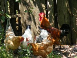 Kenapa Ayam Jantan Berkokok Setiap Pagi? Berikut Penjelasannya