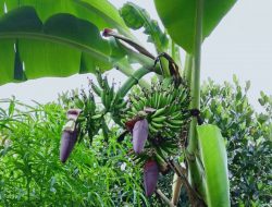 Wow, Ada 1 Pohon Pisang Berbuah Dua Tandan dan Berjantung 3