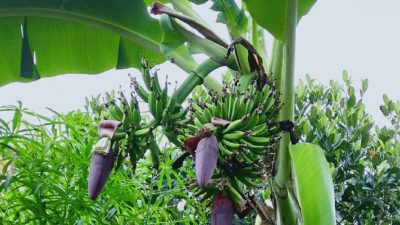 Wow, Ada 1 Pohon Pisang Berbuah Dua Tandan dan Berjantung 3