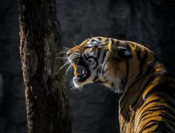 Asyik Main HP, Dua Pemuda Tewas Diterkam Harimau