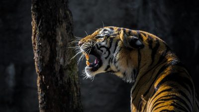 Asyik Main HP, Dua Pemuda Tewas Diterkam Harimau