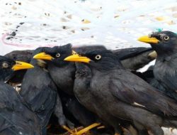 KSKP Bakauheni Kembali Gagalkan Penyelundupan 2000 Lebih Burung Asal Sumatera