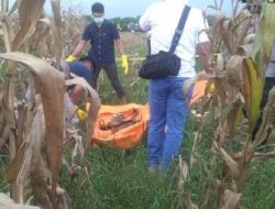 Warga Temukan Kerangka Manusia Tanpa Busana di Kebun Jagung