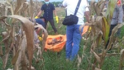 Warga Temukan Kerangka Manusia Tanpa Busana di Kebun Jagung