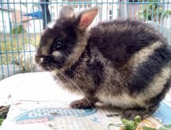 Petani Sumatra Temukan Kelinci Terlangka Di Dunia dan Nyaris Dijual