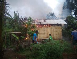 Si Jago Merah Mengamuk Di Kampung Rebang Tinggi