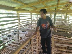 Pencuri Gasak 9 Ekor Kambing Di Lampura