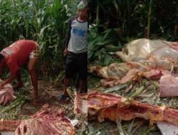 Waspada, Daging Diambil Ditingalkan Isi Perutnya. Pencurian Sapi Mulai Teror Warga