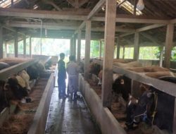 Cegah PMK, Dinas TPHP Way Kanan Adakan Penyuntikan Vitamin