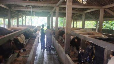 Cegah PMK, Dinas TPHP Way Kanan Adakan Penyuntikan Vitamin