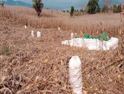 Harga Jagung di Bima Anjlok