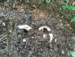 Tertutup Daun Kering, Mayat Pria Tanpa Identitas Ditemukan Membusuk di Bukit Danau Bekri