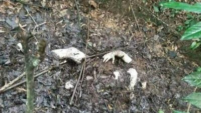 Tertutup Daun Kering, Mayat Pria Tanpa Identitas Ditemukan Membusuk di Bukit Danau Bekri