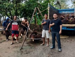 Petani Sawit Way Kanan Kembali Menjerit