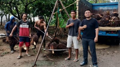Petani Sawit Way Kanan Kembali Menjerit