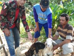PW Pemuda Muhammadiyah Lampung Tebar Qurban 20 Kambing