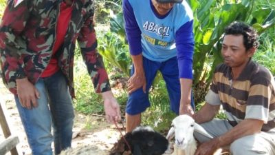PW Pemuda Muhammadiyah Lampung Tebar Qurban 20 Kambing