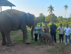 Kejadian Langka, Mega Lahirkan Gajah Jantan di Lembah Hijau