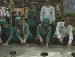 Dukung GNPIP, Pemkab Way Kanan Canangkan Program Gerakan Taman Cabai