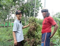 Panen Perdana Kacang Di Lahan SMPN 2 Gempol, Sebagai Sekolah Edukasi Pertanian
