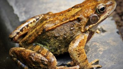 Pelajaran IPA, Proses Metamorfosis Katak