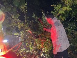 Peduli Keselamatan, Polisi Lalu Lintas Evakuasi Pohon Tumbang di Jalinsum Negeri Baru