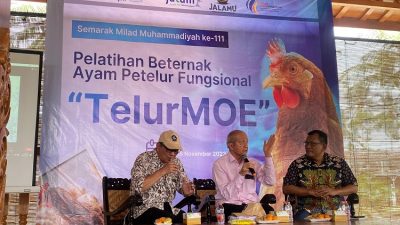 MPM PP Muhammadiyah Gencarkan Gerakan Beternak Ayam Petelur Fungsional ‘TelurMoe’ di Sleman