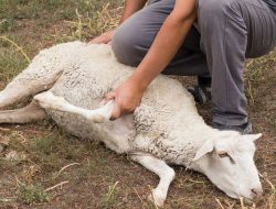 Panduan Ibadah Kurban Menjelang Idul Adha: Ketentuan Jumlah Orang yang Diwakili oleh Hewan Kurban