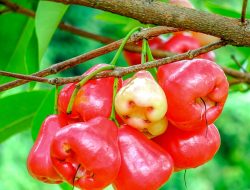 Manfaat dan Kandungan Nutrisi Buah Jambu Air