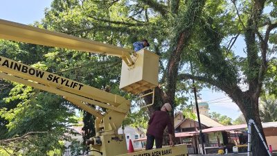 BIC Gandeng Perkim Aceh Barat Selamatkan Pohon di Lokasi Proyek Arena PON XXI