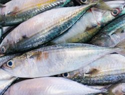 Manfaat Banyak Makan Ikan bagi Kesehatan