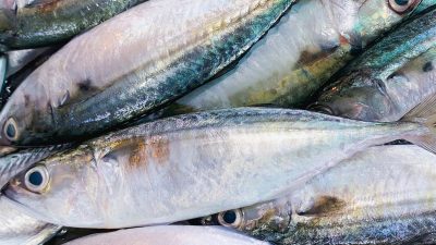 Manfaat Banyak Makan Ikan bagi Kesehatan