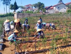 Gebyar Panen Raya Sayur Sehat: Harapan Baru Petani untuk Perbaikan Ekonomi