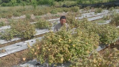 Kejayaan Tanaman Nilam di Aceh Selatan dengan Harga Rp 1 Juta per Kilogram