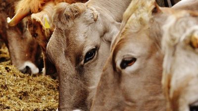 Fleksibilitas Pelaksanaan Kurban: Peran Panitia dalam Memastikan Distribusi yang Adil dan Tertib