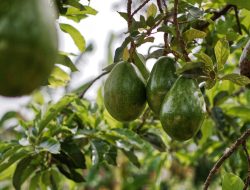 Keajaiban Nutrisi dalam Buah Alpukat: Manfaat Kesehatan yang Luar Biasa