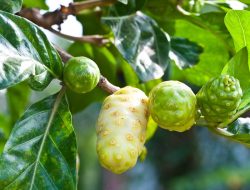 Manfaat Buah Mengkudu untuk Kesehatan: Mengungkap Khasiat Alami yang Menakjubkan