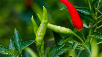 Cabe: Dari Rempah Lokal hingga Bumbu Global – Menyelami Peran Cabe dalam Kuliner Dunia
