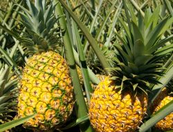 Manfaat dan Kandungan Buah Nanas untuk Kesehatan