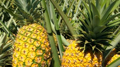 Manfaat dan Kandungan Buah Nanas untuk Kesehatan
