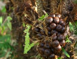 Menyelami Manfaat dan Kandungan Buah Salak: Si Kecil dengan Banyak Khasiat