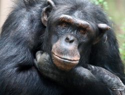 Persahabatan di Dunia Hewan: Benarkah Mereka Juga Punya Teman?