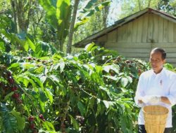 Presiden Joko Widodo Kunjungi Petani Kopi Lampung Barat