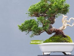 Menelusuri Sejarah Bonsai: Seni Kuno yang Mengakar dalam Budaya dan Kecantikan