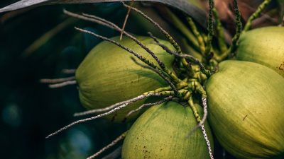 Rahasia di Balik Kelapa: Kandungan Nutrisi dan Manfaat Luar Biasa untuk Kesehatan
