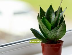 Manfaat Tanaman Lidah Mertua: Udara Bersih dan Kesehatan Optimal di Rumah Anda