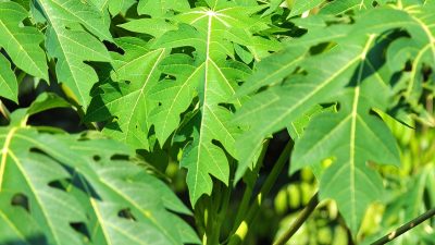 Manfaat Daun Pepaya: Rahasia Kesehatan Alami yang Jarang Diketahui